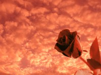 /album/photo-gallery-ljubov-i-romantika/love-and-romance-wallpapers-076-jpg/